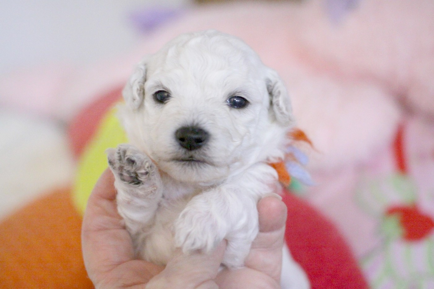 de la Felhotte - Chiots disponibles - Bichon Frise