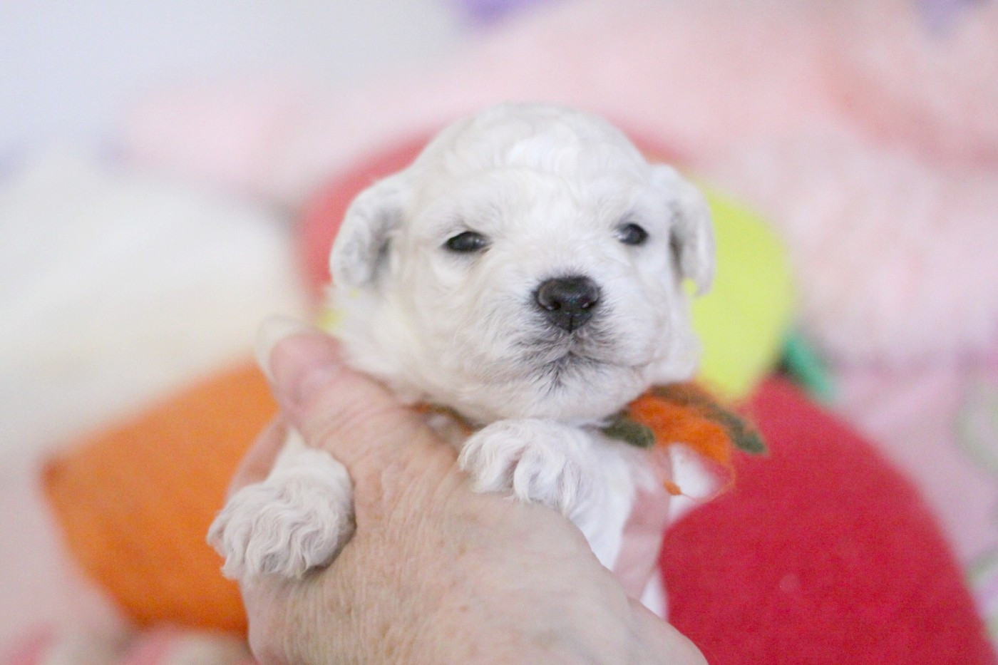 de la Felhotte - Chiots disponibles - Bichon Frise