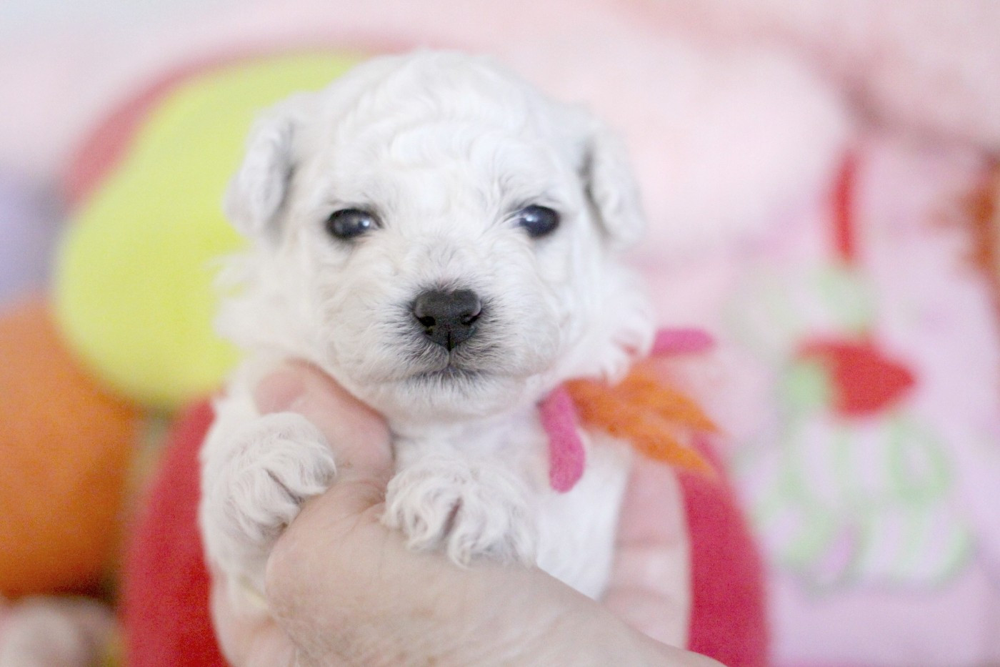 de la Felhotte - Chiots disponibles - Bichon Frise