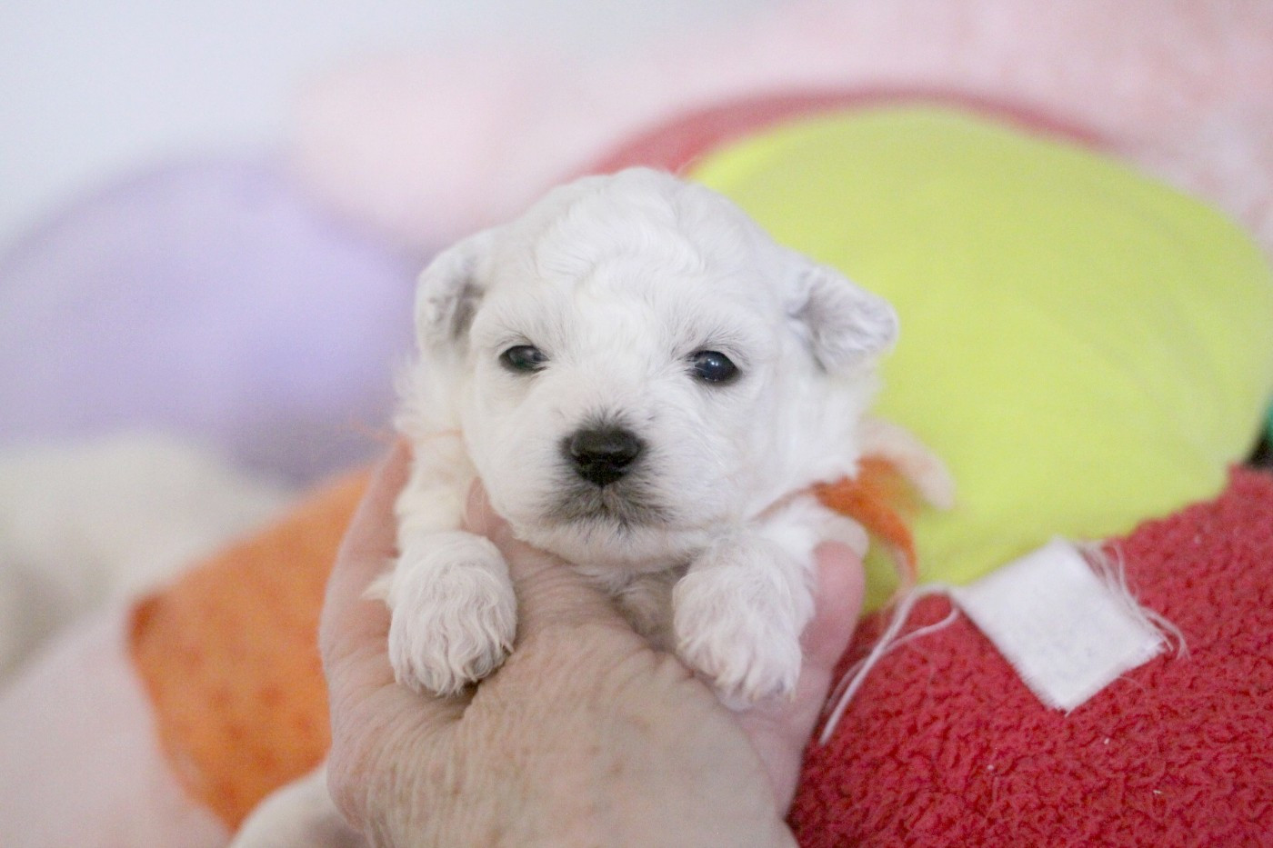 de la Felhotte - Chiots disponibles - Bichon Frise