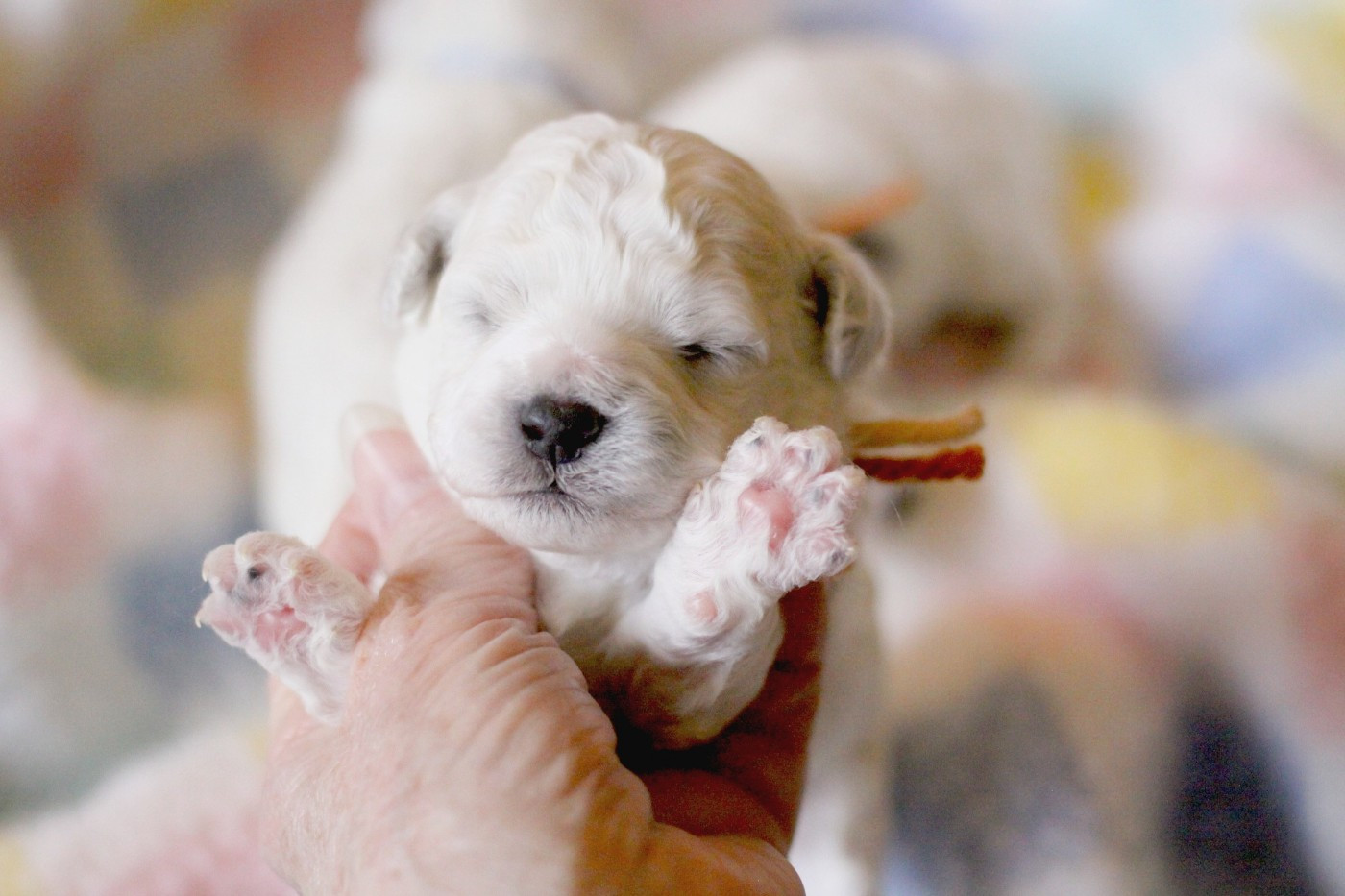 de la Felhotte - Chiots disponibles - Bichon Frise