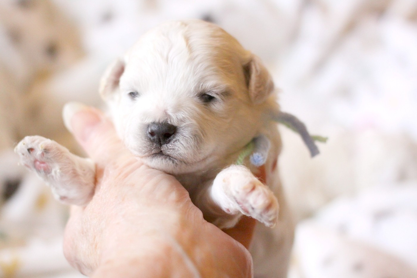 de la Felhotte - Chiots disponibles - Bichon Frise