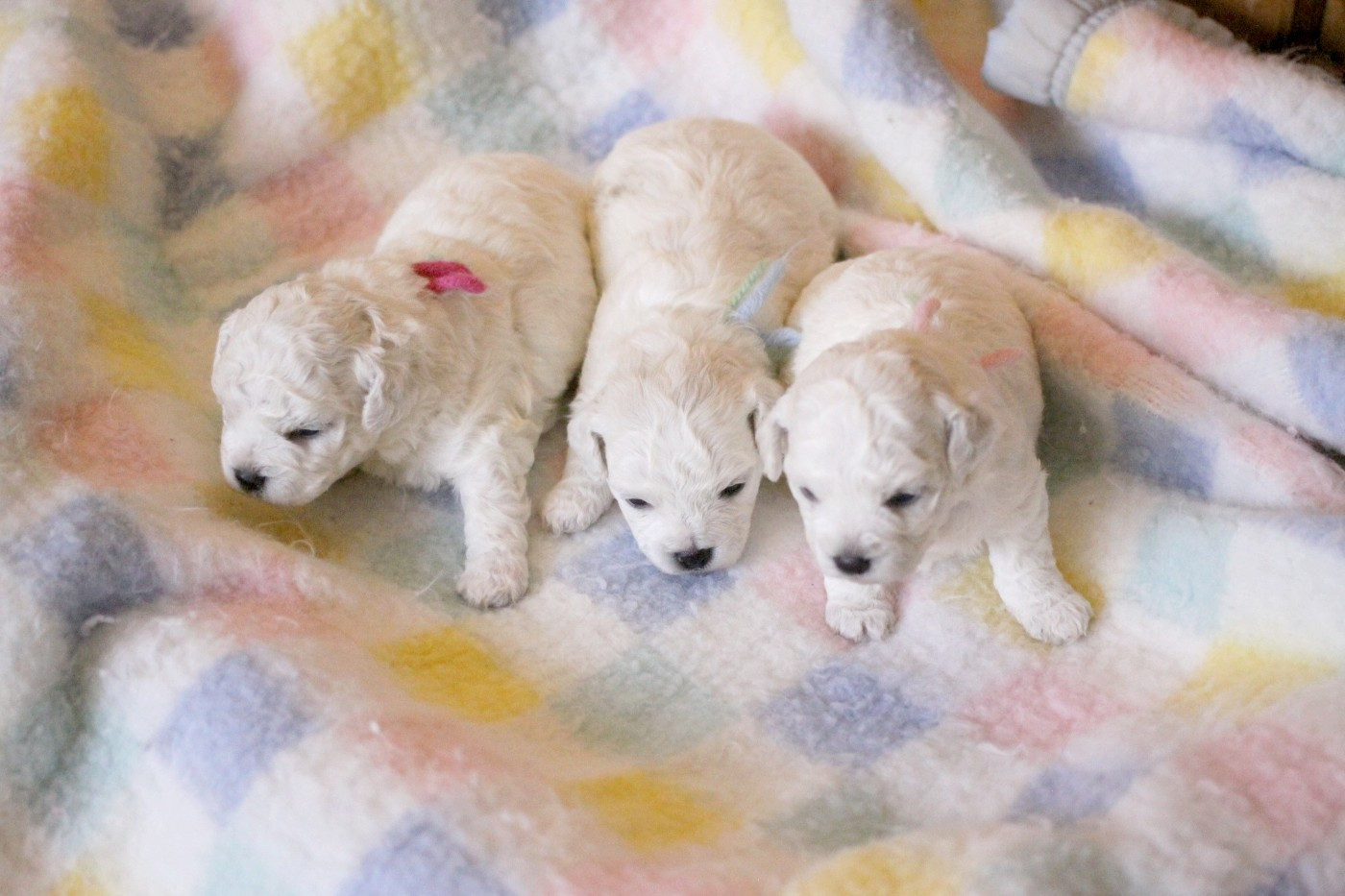 Chiot Bichon Frise de la Felhotte