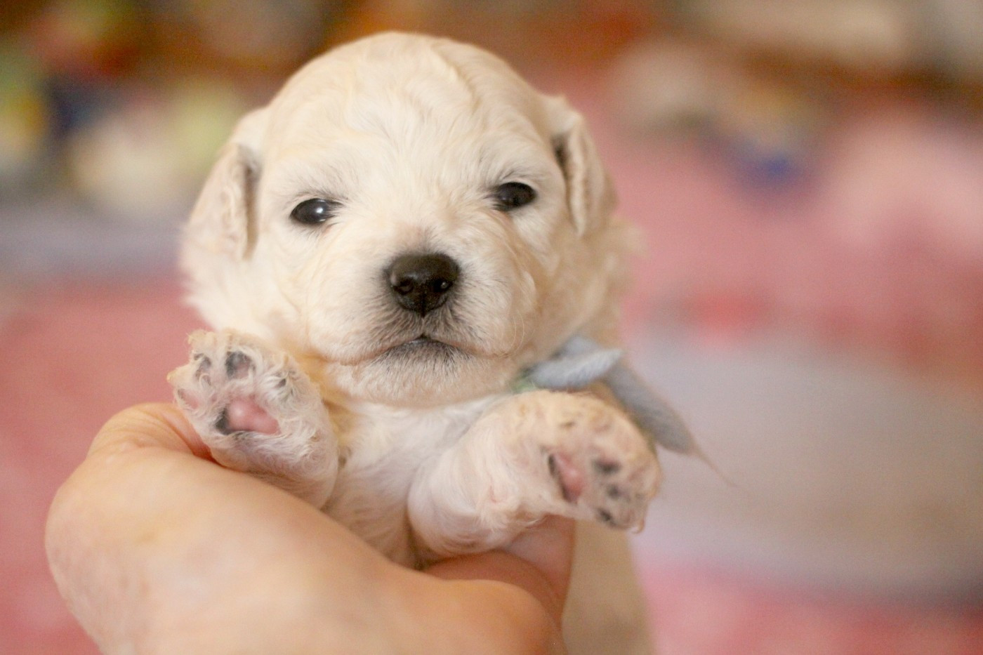 de la Felhotte - Chiots disponibles - Bichon Frise