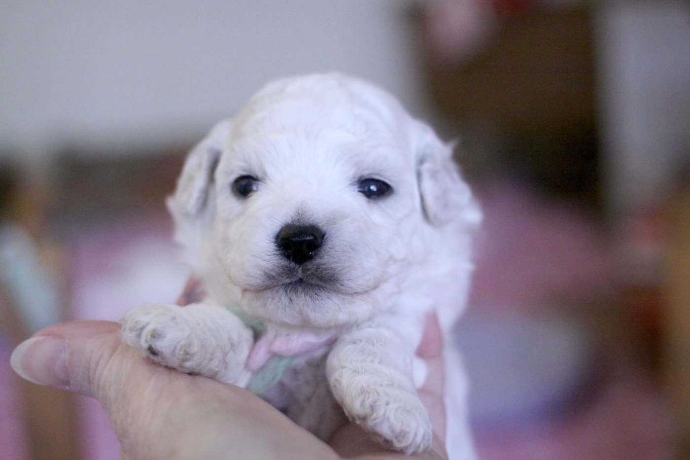 de la Felhotte - Chiots disponibles - Bichon Frise