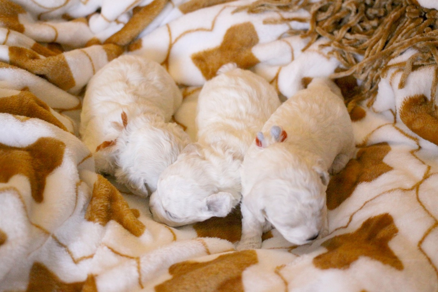 Chiot Bichon Frise de la Felhotte