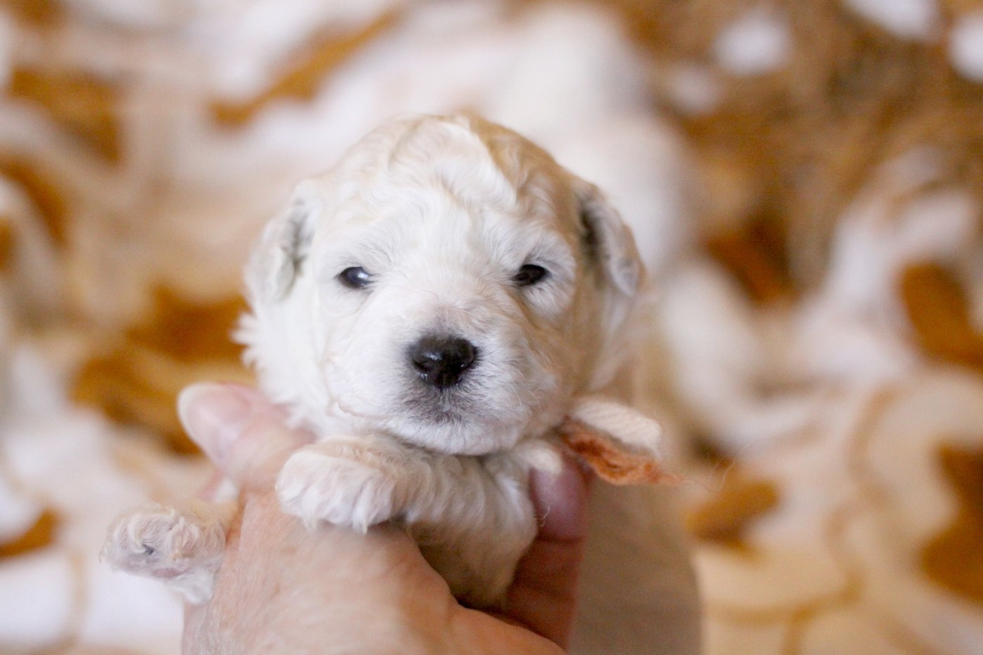 de la Felhotte - Chiots disponibles - Bichon Frise