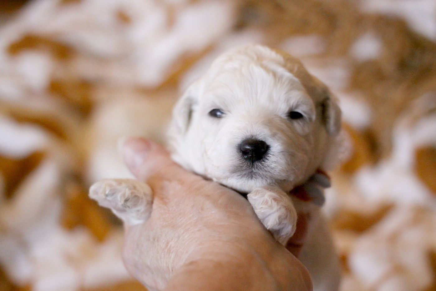 de la Felhotte - Chiots disponibles - Bichon Frise
