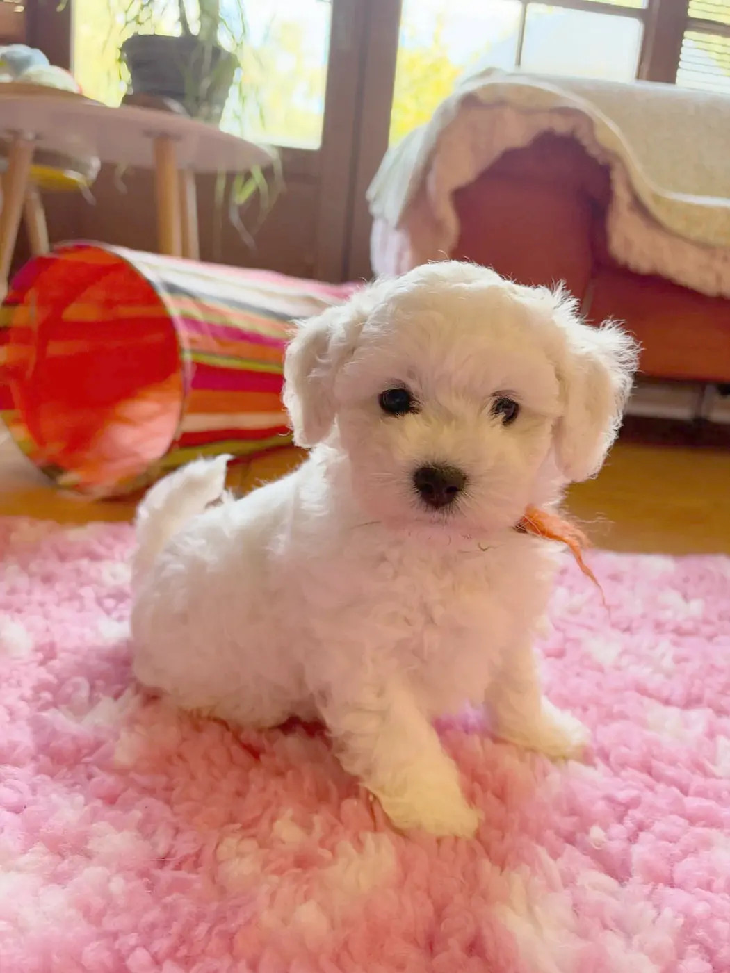 de la Felhotte - Chiots disponibles - Bichon Frise