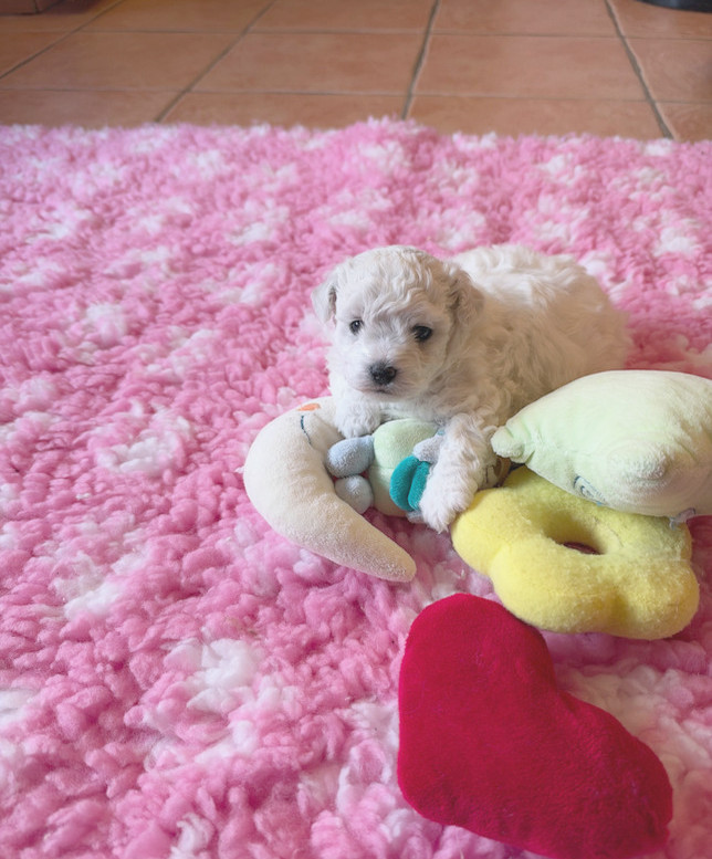 de la Felhotte - Chiots disponibles - Bichon Frise