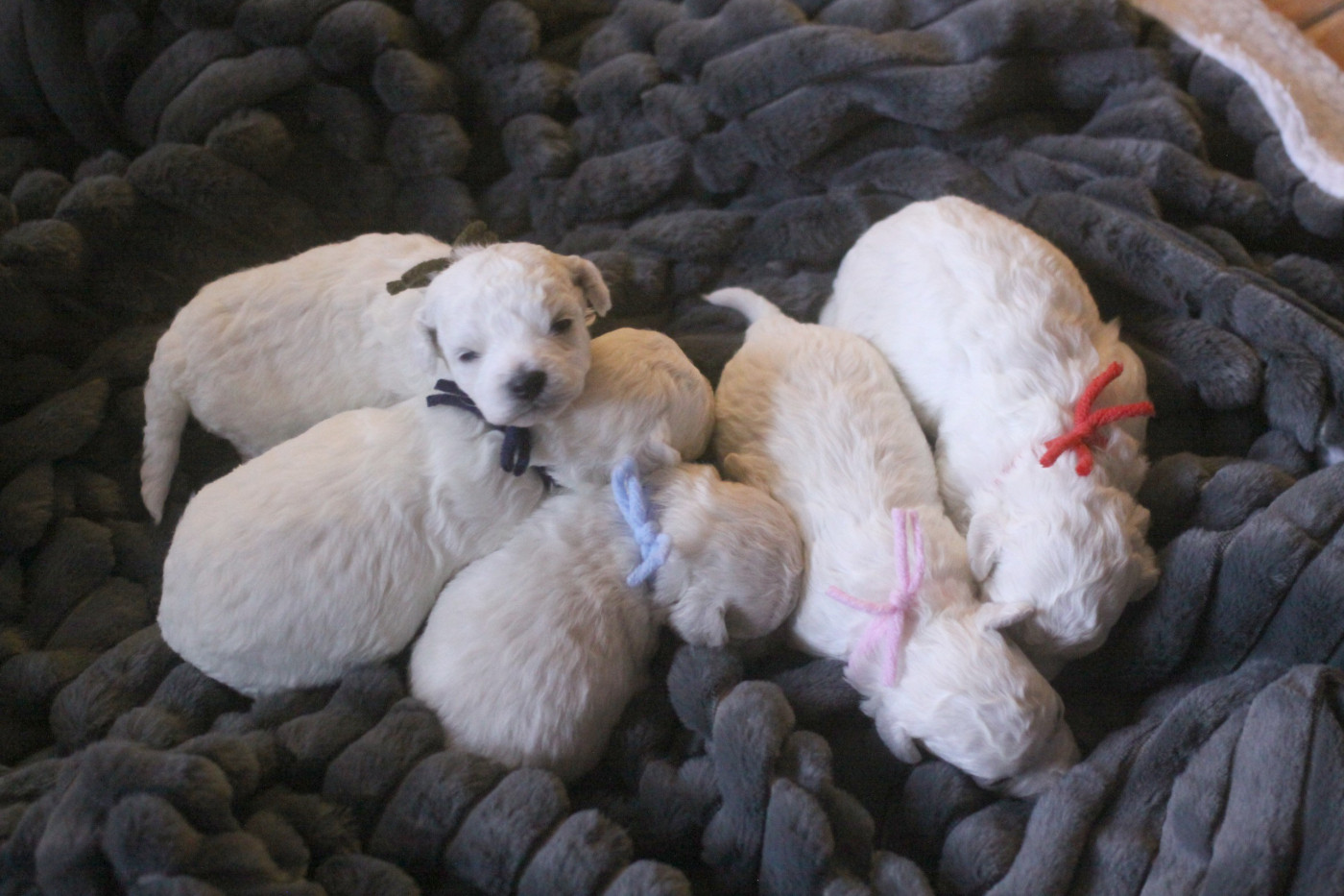 Chiot Bichon Frise de la Felhotte