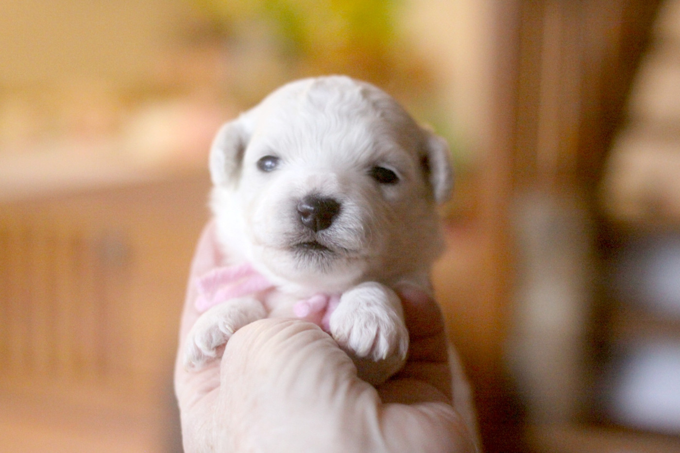 de la Felhotte - Chiots disponibles - Bichon Frise