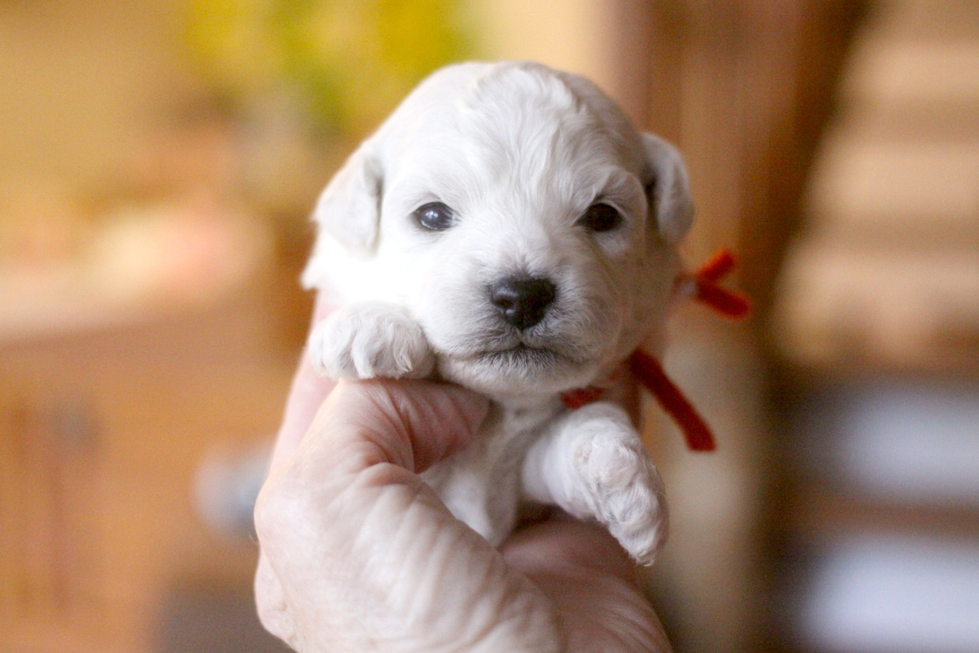 de la Felhotte - Chiots disponibles - Bichon Frise