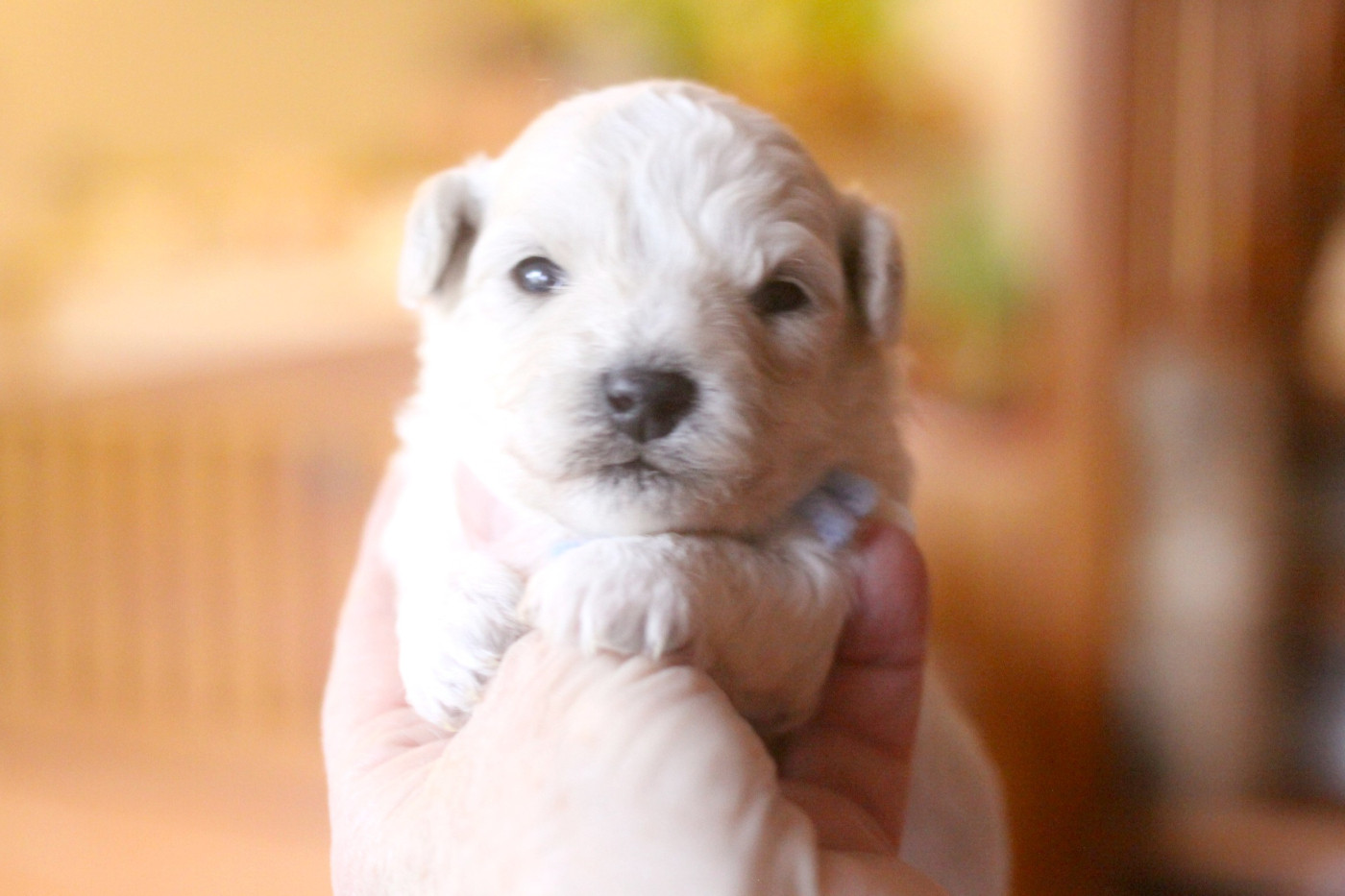 de la Felhotte - Chiots disponibles - Bichon Frise