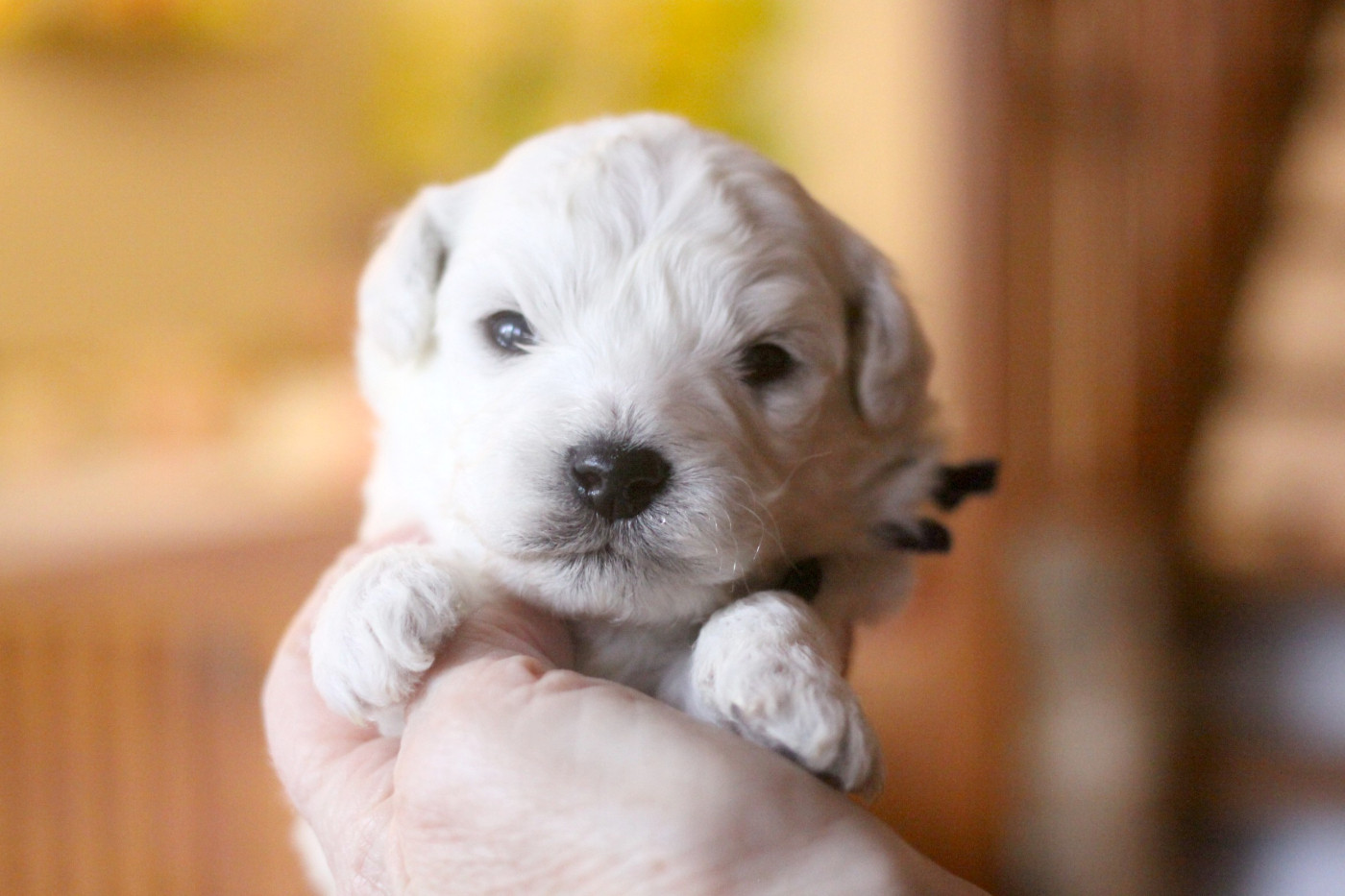 de la Felhotte - Chiots disponibles - Bichon Frise