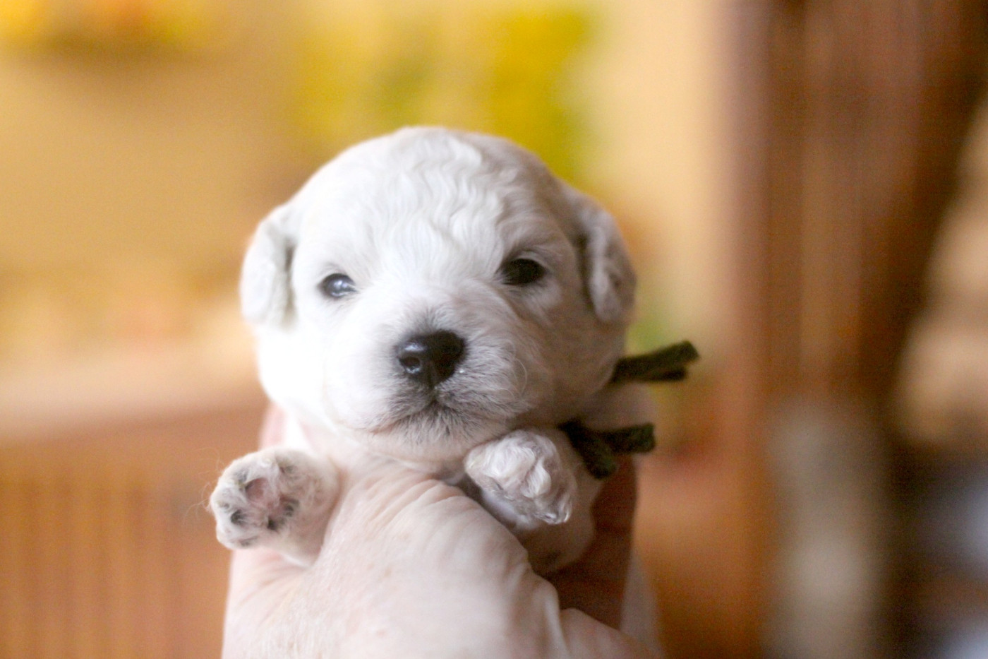 de la Felhotte - Chiots disponibles - Bichon Frise
