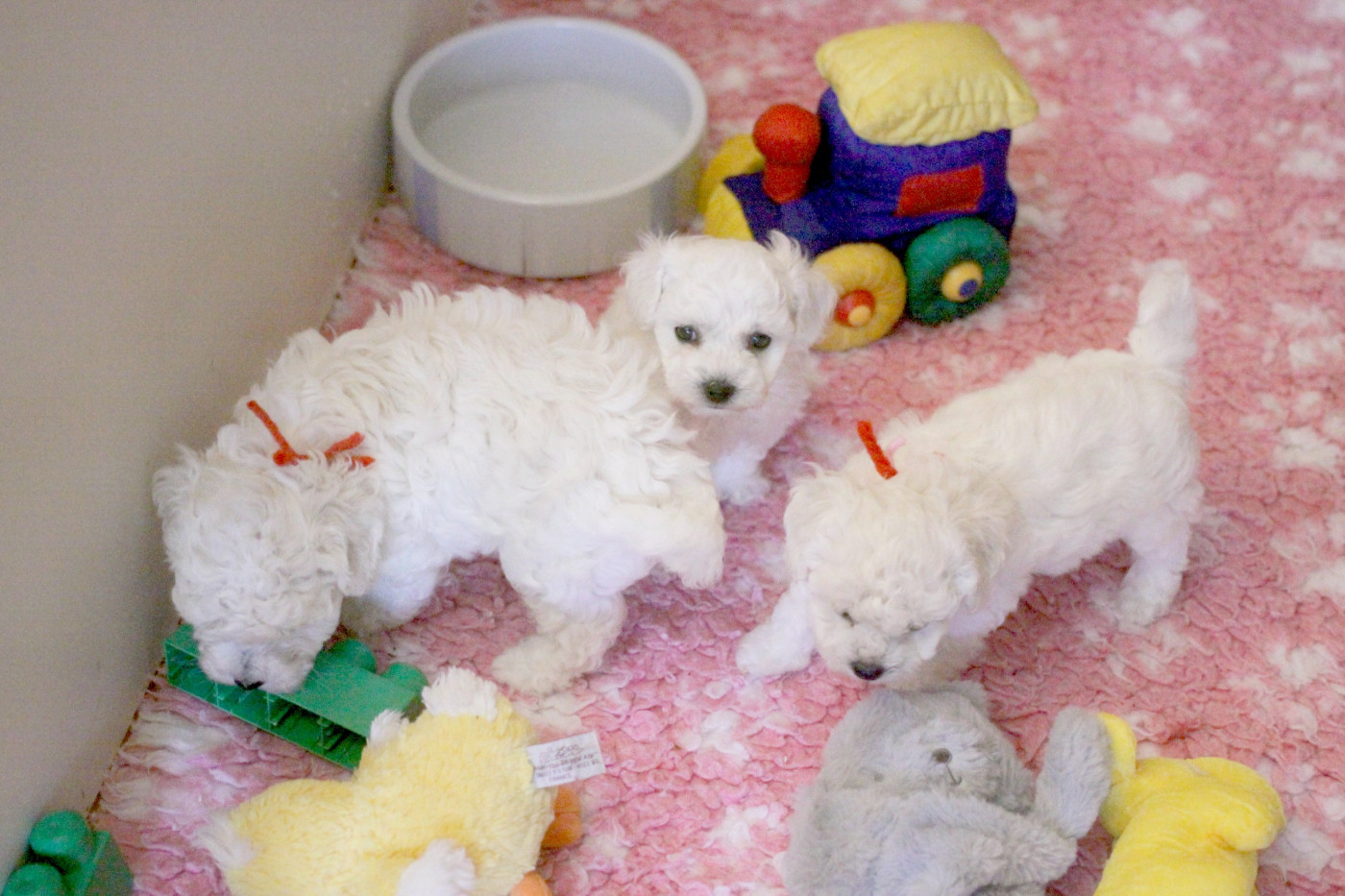 Chiot Bichon Frise de la Felhotte
