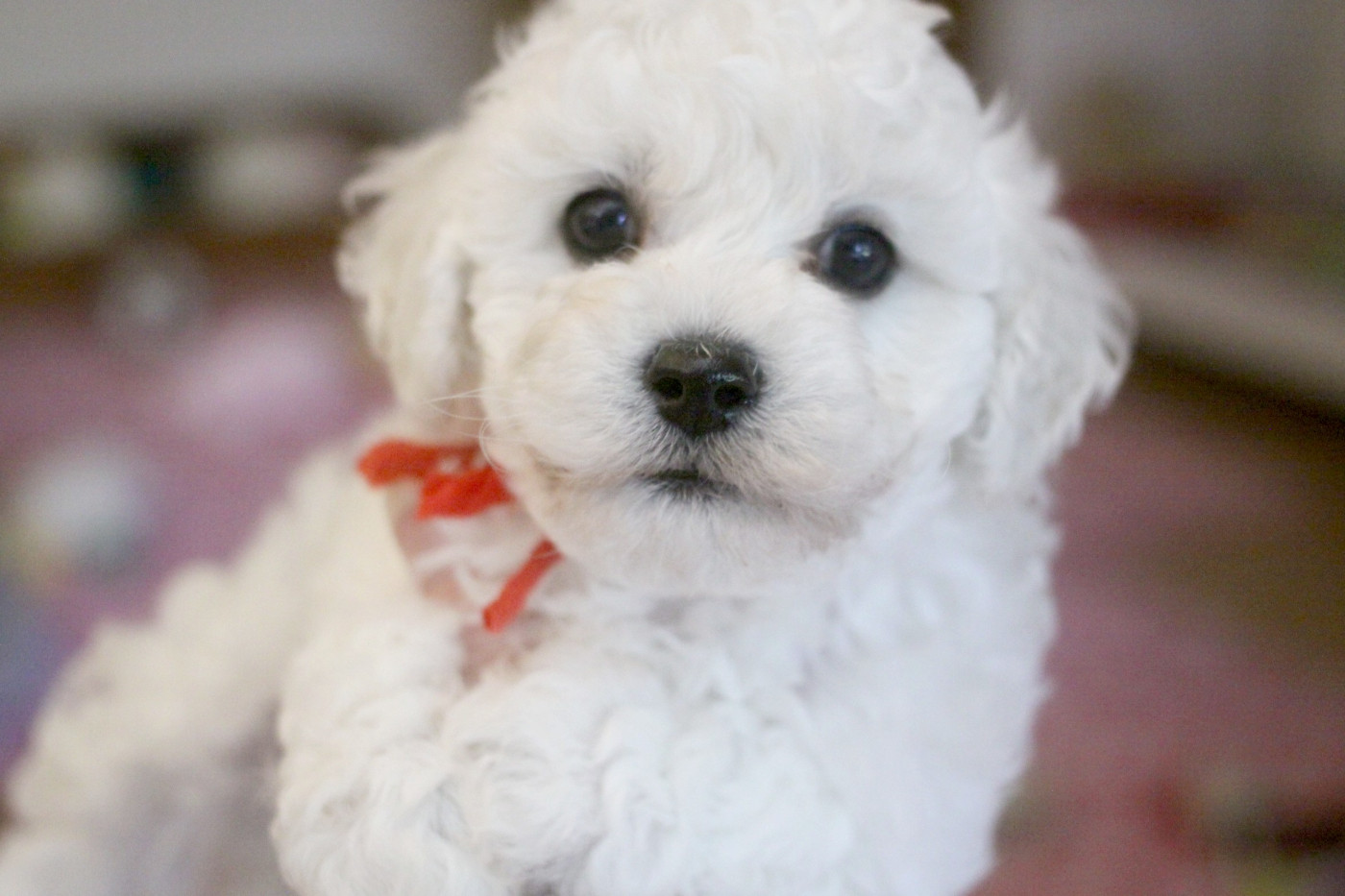 de la Felhotte - Chiots disponibles - Bichon Frise