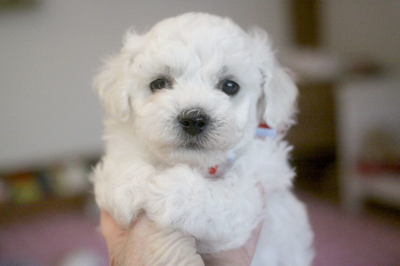 de la Felhotte - Chiots disponibles - Bichon Frise
