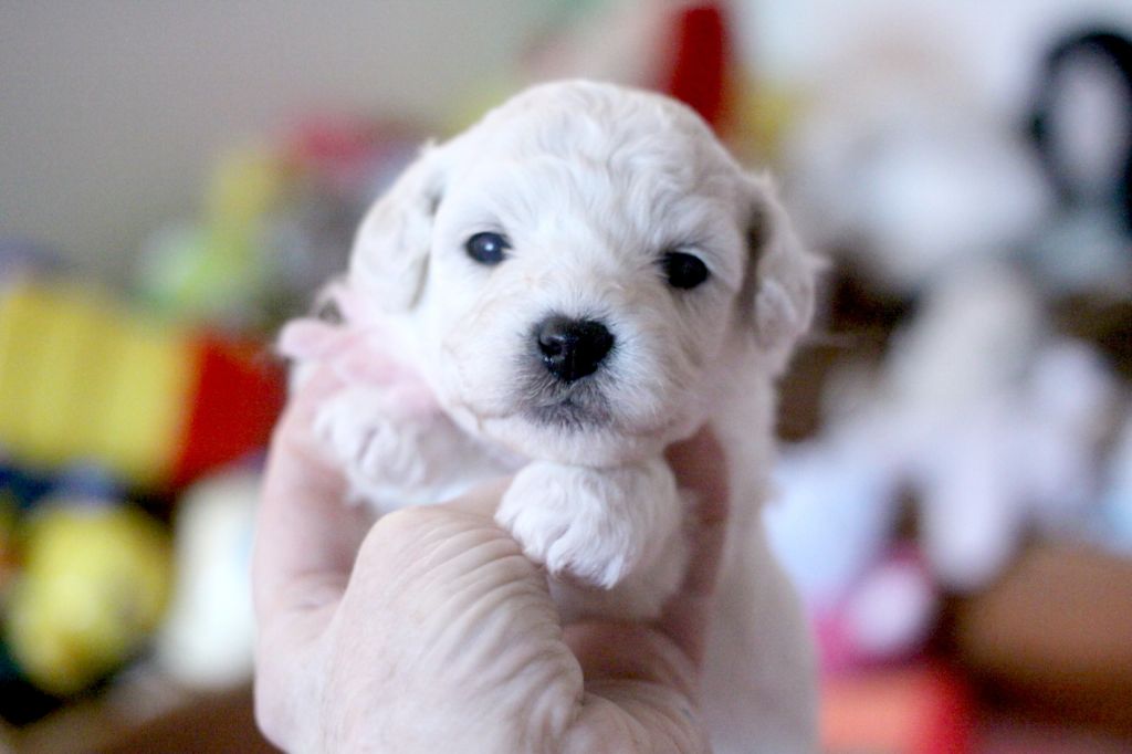 de la Felhotte - Chiots disponibles - Bichon Frise