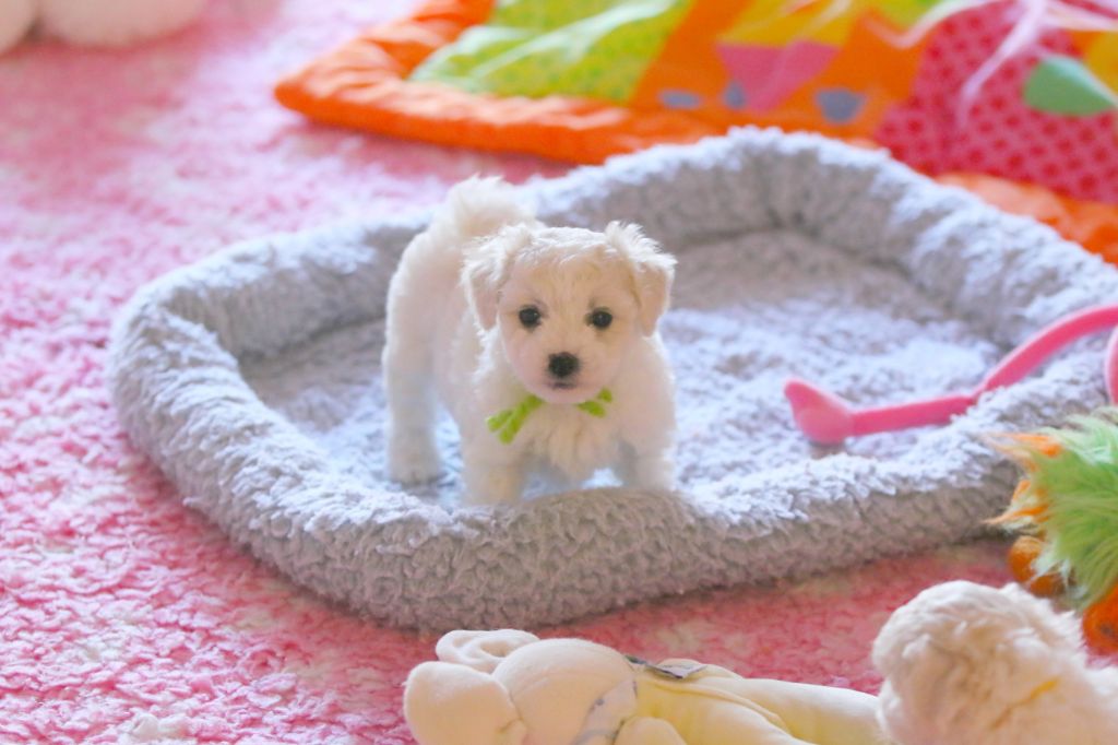 de la Felhotte - Chiots disponibles - Bichon Frise