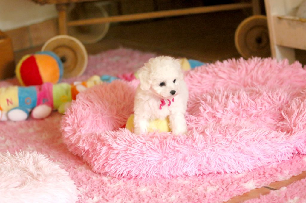 de la Felhotte - Chiots disponibles - Bichon Frise