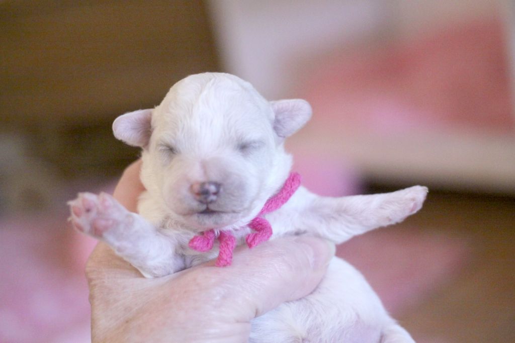 de la Felhotte - Chiots disponibles - Bichon Frise