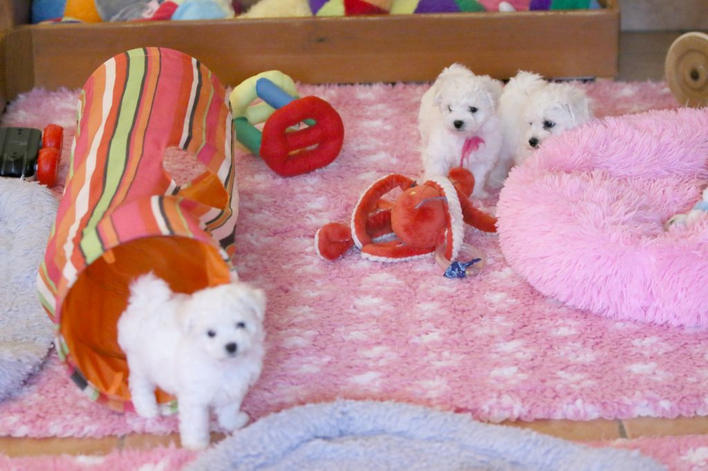 Chiot Bichon Frise de la Felhotte