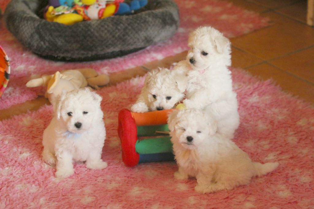 de la Felhotte - Chiots disponibles - Bichon Frise