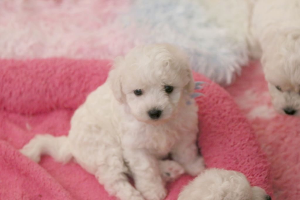 de la Felhotte - Chiots disponibles - Bichon Frise