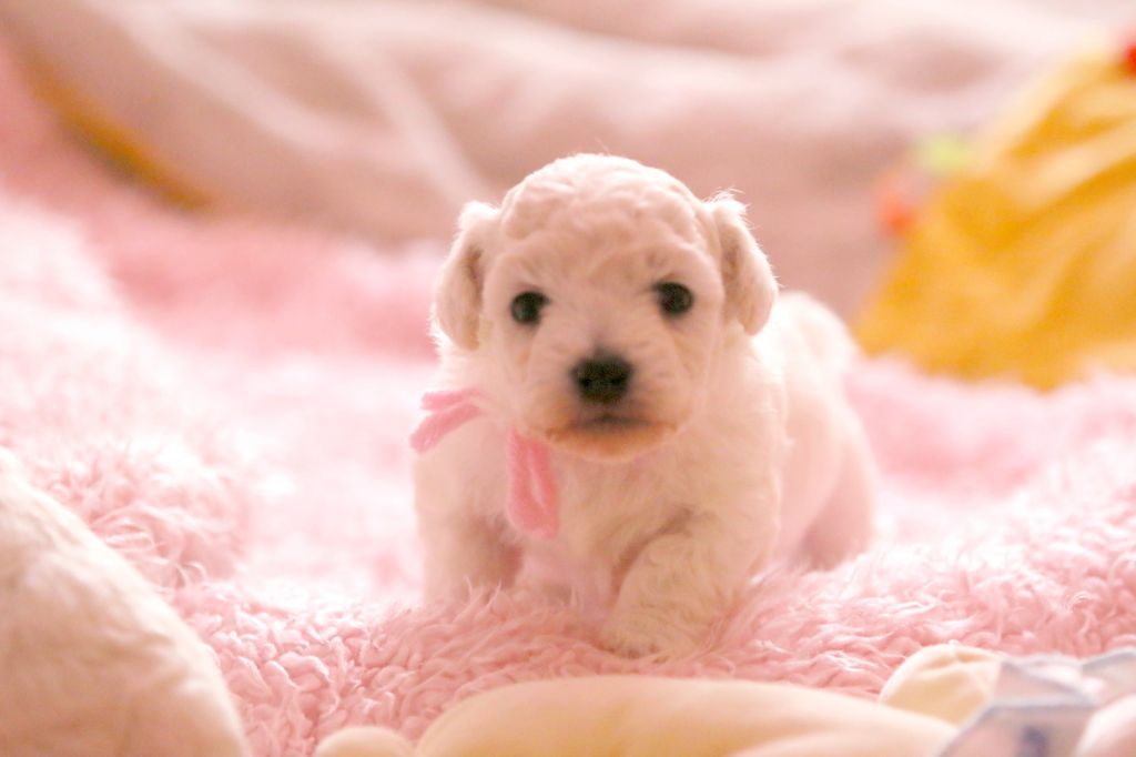 de la Felhotte - Chiots disponibles - Bichon Frise