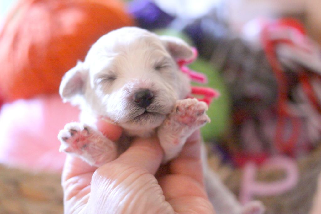de la Felhotte - Chiots disponibles - Bichon Frise