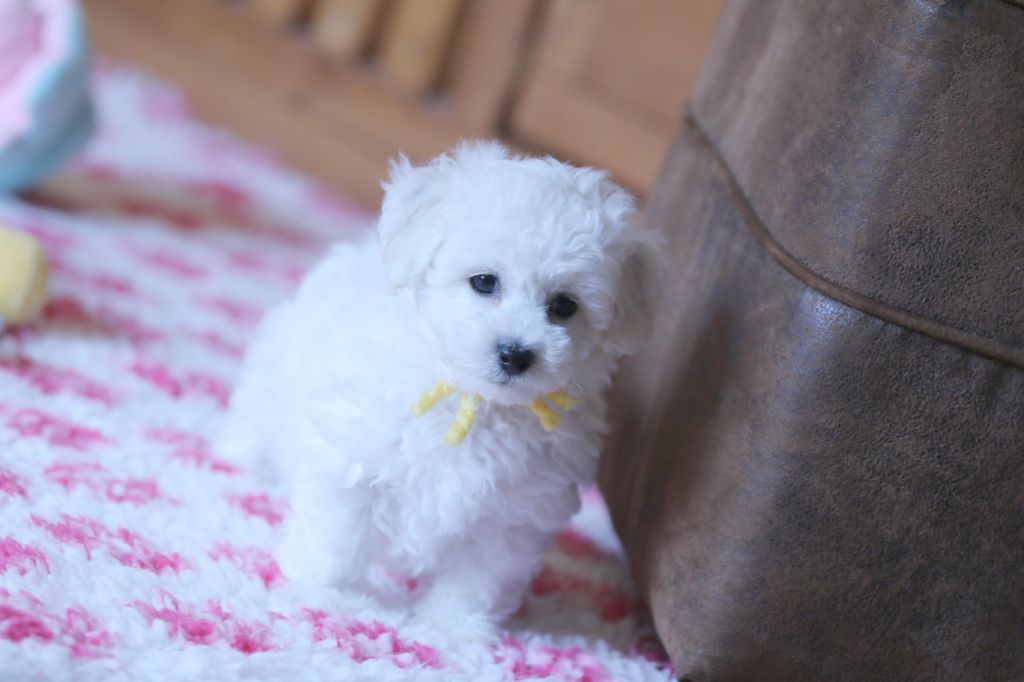 Chiot Bichon Frise de la Felhotte