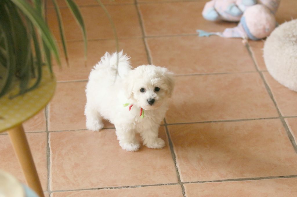 de la Felhotte - Chiots disponibles - Bichon Frise