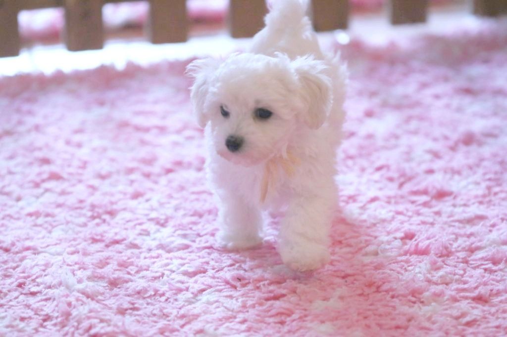 de la Felhotte - Chiots disponibles - Bichon Frise
