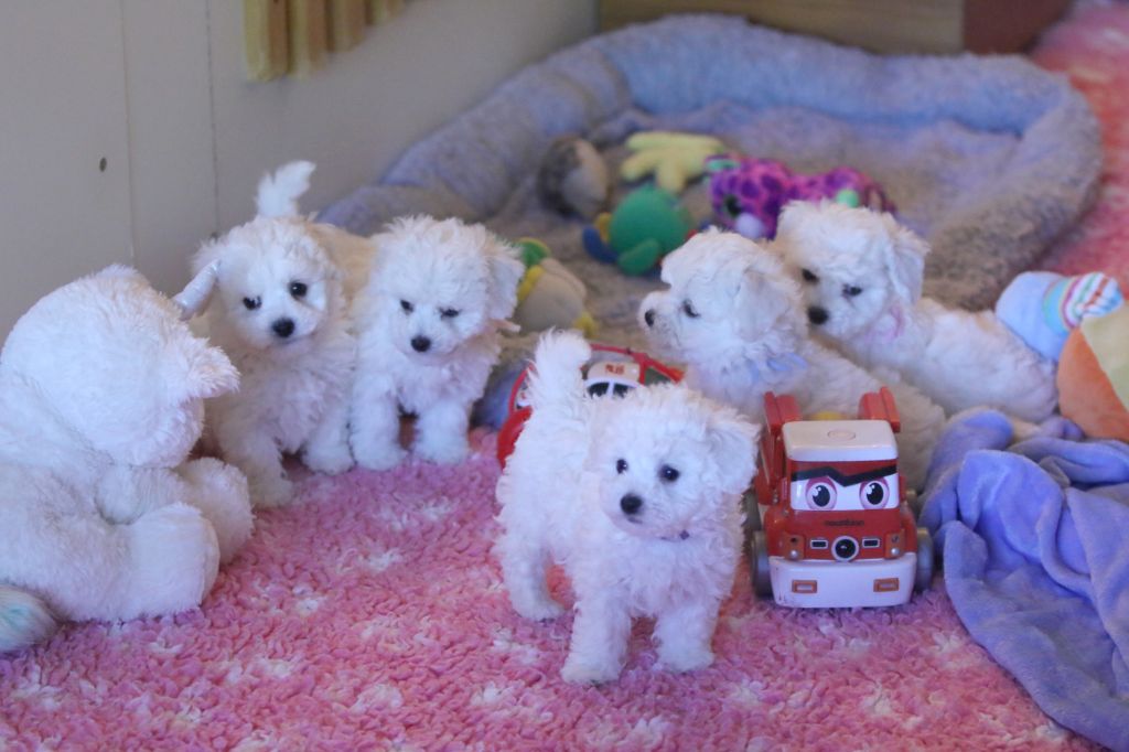 Chiot Bichon Frise de la Felhotte