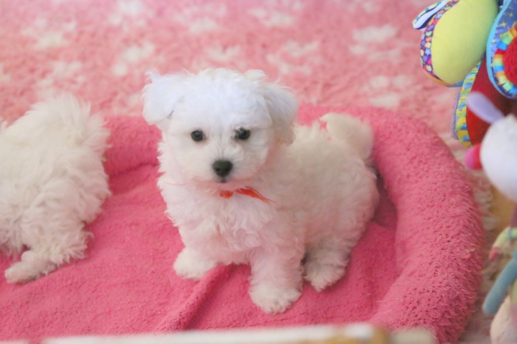de la Felhotte - Chiots disponibles - Bichon Frise