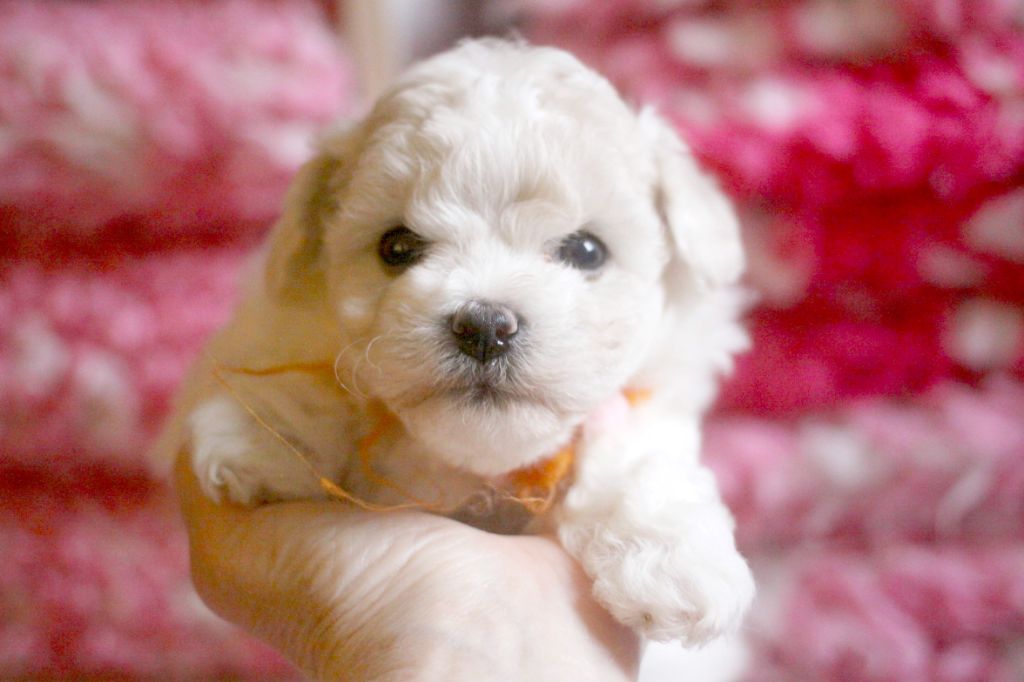 de la Felhotte - Chiots disponibles - Bichon Frise