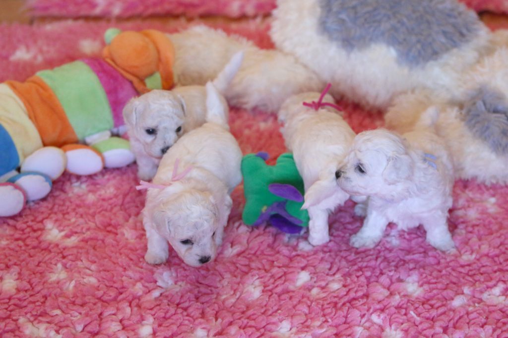 Chiot Bichon Frise de la Felhotte