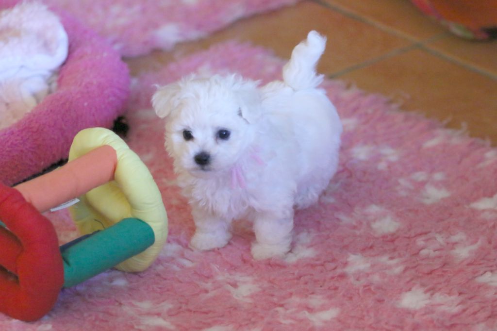 de la Felhotte - Chiots disponibles - Bichon Frise