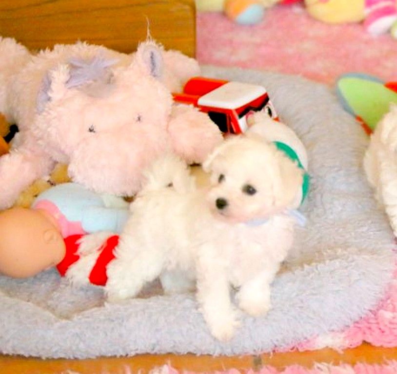 de la Felhotte - Chiots disponibles - Bichon Frise