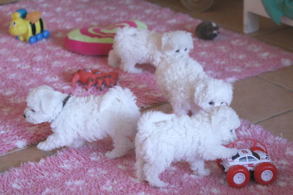 Chiot Bichon Frise de la Felhotte