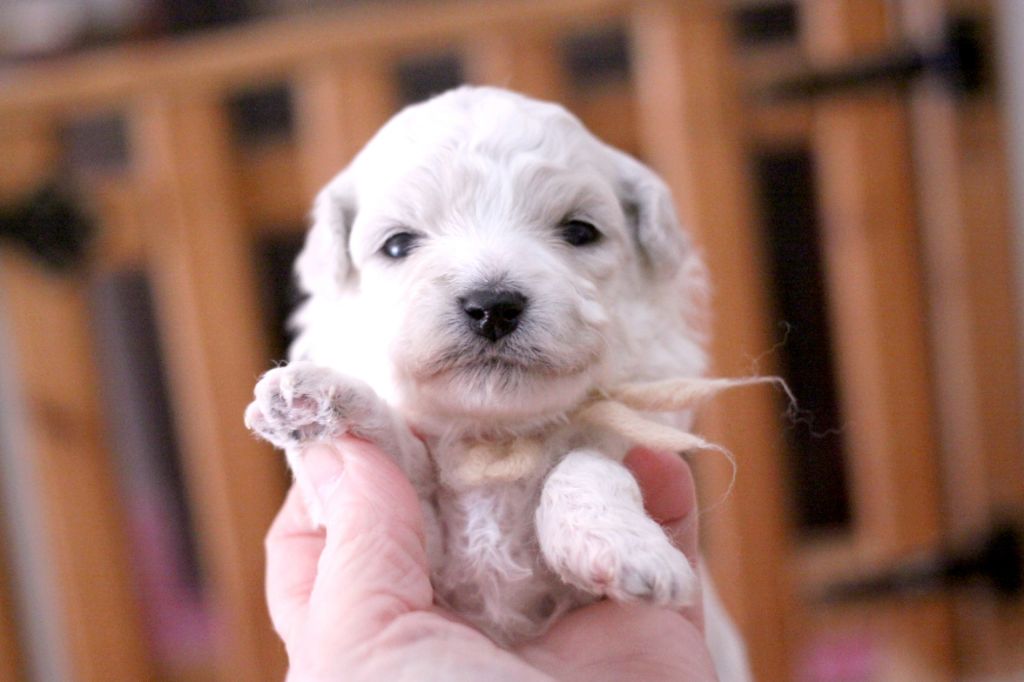 de la Felhotte - Chiots disponibles - Bichon Frise