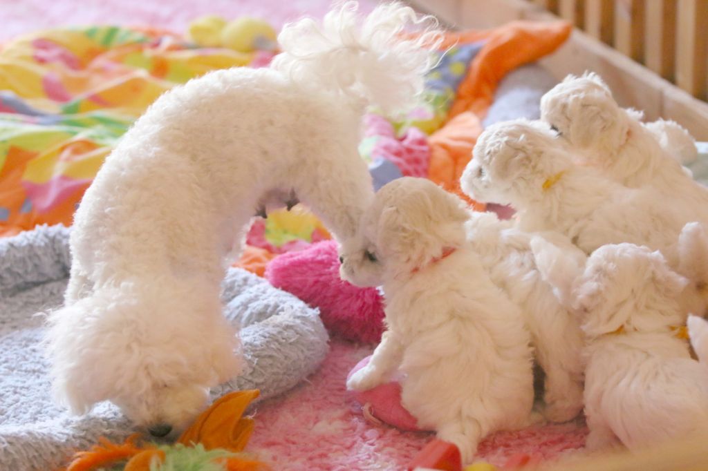 de la Felhotte - Bichon Frise - Portée née le 07/04/2025