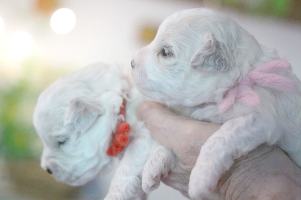 Chiot Bichon Frise de la Felhotte