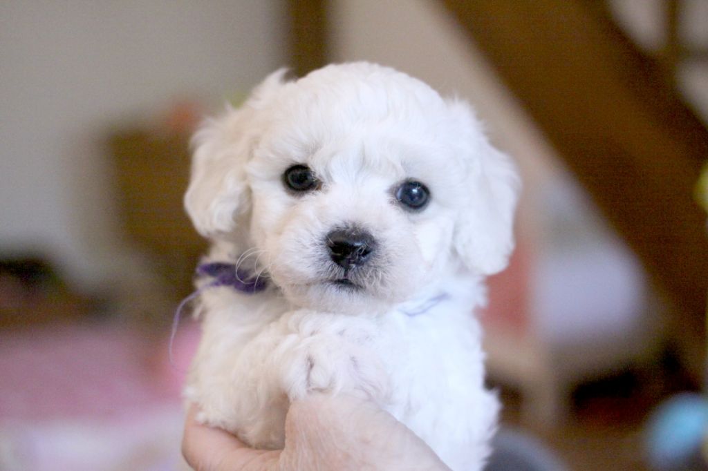 de la Felhotte - Chiots disponibles - Bichon Frise