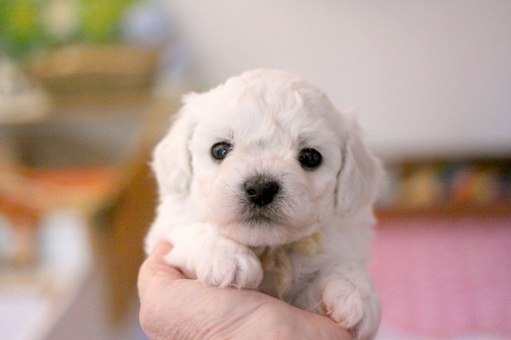 de la Felhotte - Bichon Frise - Portée née le 20/06/2025