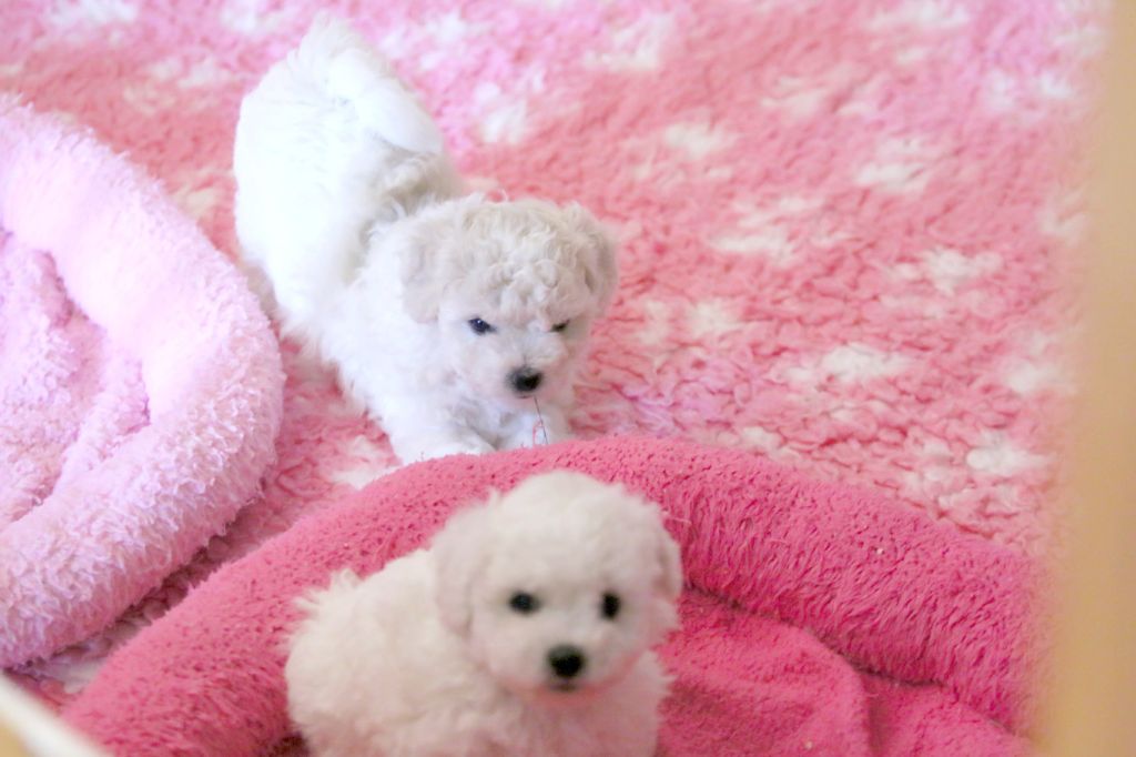 de la Felhotte - Bichon Frise - Portée née le 14/06/2025
