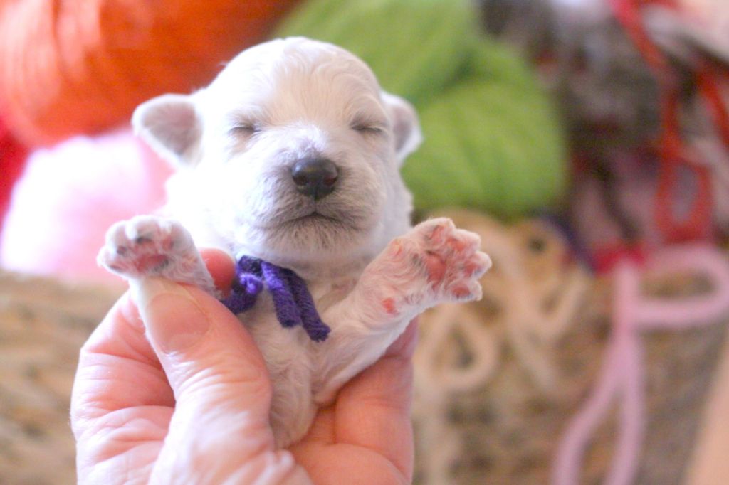 de la Felhotte - Chiots disponibles - Bichon Frise