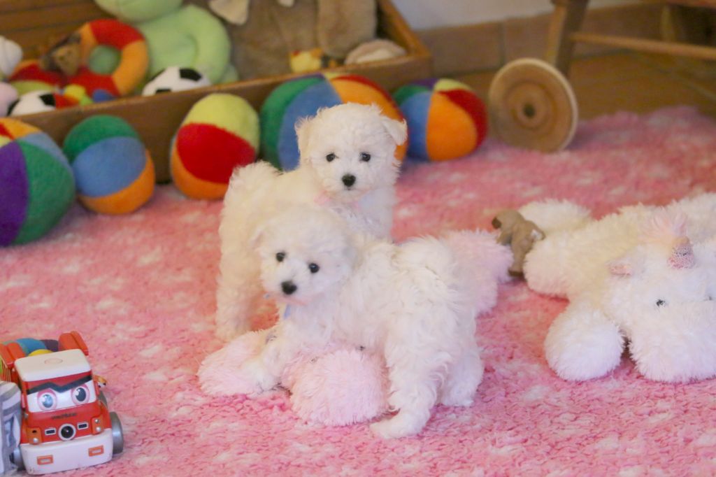 Chiot Bichon Frise de la Felhotte